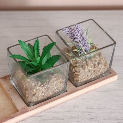 Treo Terrarium On A Tray S/3 8x8x8Cm, 27x9x1.5Cm