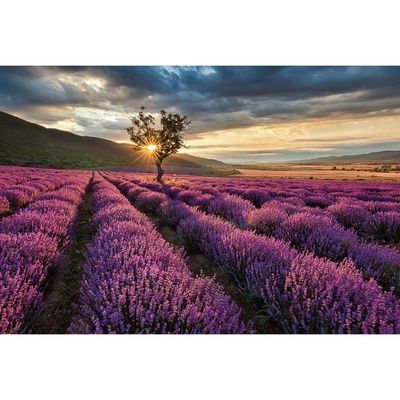 Diana Sunrise Lavender Field Tempered Glass Wall Art 60X40X0.4CM