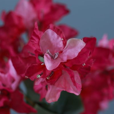 Rejoice Pink Bougainvillea L52Cm L16561/PK