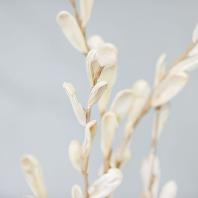 Zaria Petal Dry Flower Stick In Paper Cream 150Cm