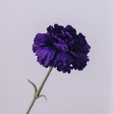 Bloomvogue Artificial Carnation - Purple - 60 cm  