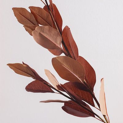 Bloomvogue Artificial Eucalyptus Branch - Brown - 90 cm