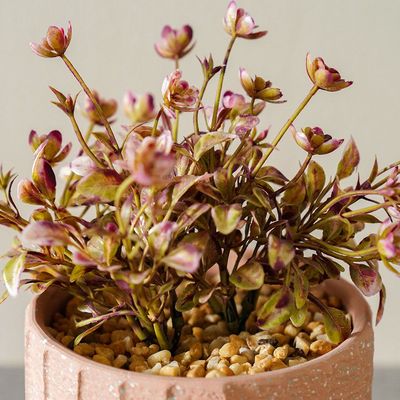 Radiant  Indoor Flower In Pot Terracotta 12X12X16Cm