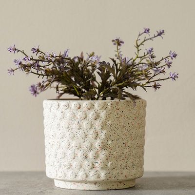 Radiant  Indoor Flower In Pot Beige 12X12X16Cm