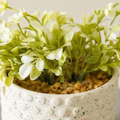 Radiant  Indoor Flower In Pot Beige 12X12X16Cm