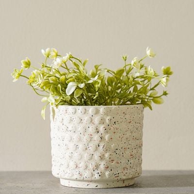 Radiant  Indoor Flower In Pot Beige 12X12X16Cm