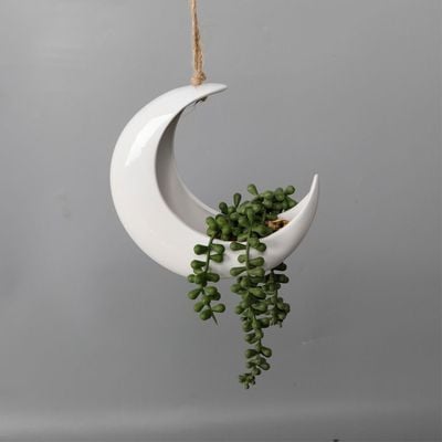 Eternal Bliss Moon Fern Green Succulent In PotSize:18.73X8.89X17.15Cm