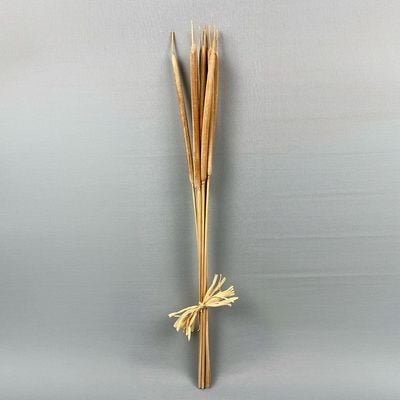 Fleur Reed Spadix Sticks M Natural H - 70Cm