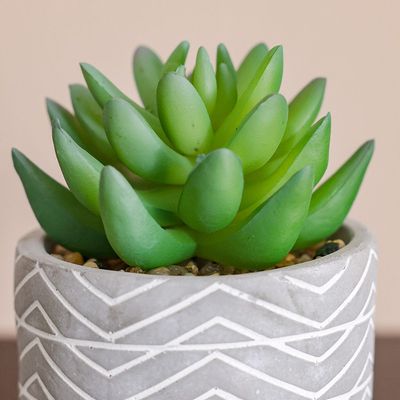 Treo Moonglow Succulent in Pot - 9x7.8 cm