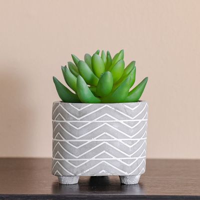 Treo Moonglow Succulent in Pot - 9x7.8 cm