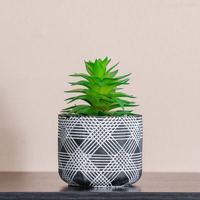 Treo Snake Plant Succulent in Pot - 9x18 cm