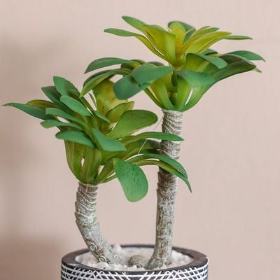 Treo Ghost Plant Succulent in Pot - 23.3 cm, 12x10 cm 