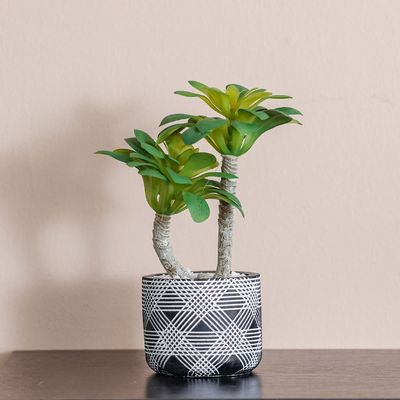 Treo Ghost Plant Succulent in Pot - 23.3 cm, 12x10 cm 