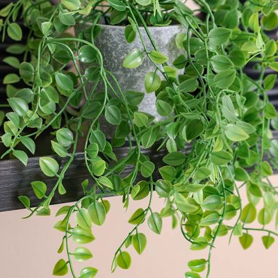 Treo Hanging Fern in Pot - 35 cm, 9.1x8.7 cm