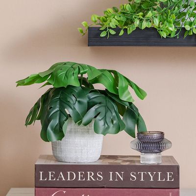 Treo Green Big Leaves Plant in Pot - 25 cm, 8.6x9.4 cm 