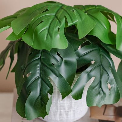 Treo Green Big Leaves Plant in Pot - 25 cm, 8.6x9.4 cm 