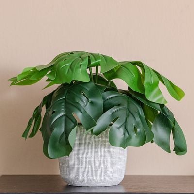 Treo Green Big Leaves Plant in Pot - 25 cm, 8.6x9.4 cm 