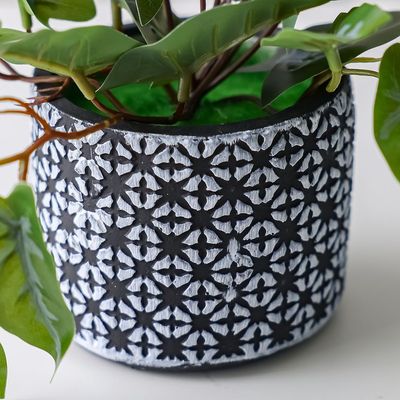 Treo Money Plant in Pot - 11.2x9.6 cm