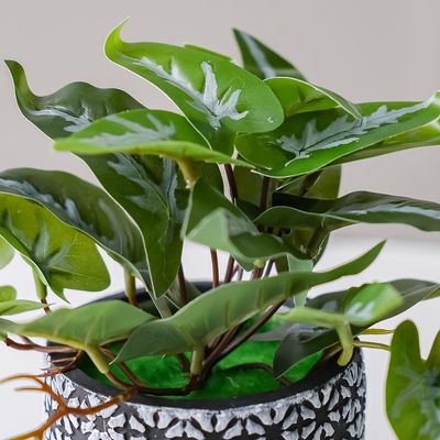 Treo Money Plant in Pot - 11.2x9.6 cm