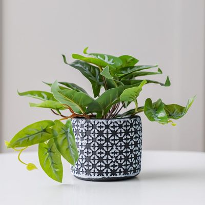 Treo Money Plant in Pot - 11.2x9.6 cm