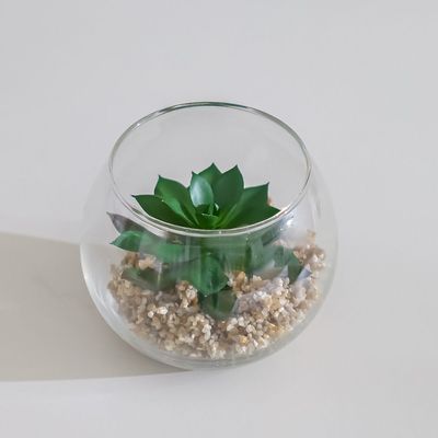 Treo Kiwi Plant Terrarium 10x8.1Cm