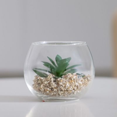 Treo Kiwi Plant Terrarium 10x8.1Cm