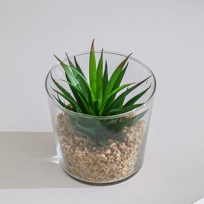 Treo Common Fern Terrarium 11x7.3Cm