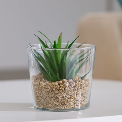 Treo Common Fern Terrarium 11x7.3Cm