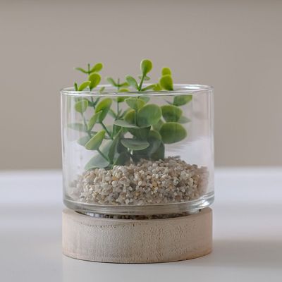 Treo Portylacaria Plant In Terrarium 10x10(9.6x2.6)Cm