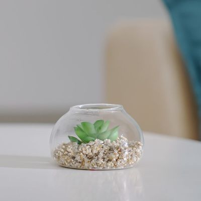 Treo Mahogany Plant In Terrarium 9x5.2Cm