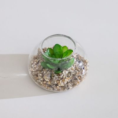 Treo Mahogany Plant In Terrarium 9x5.2Cm