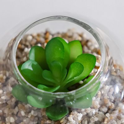 Treo Mahogany Plant In Terrarium 9x5.2Cm