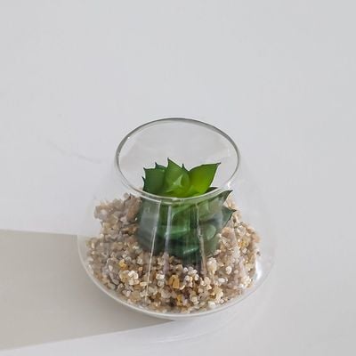 Treo Atlantis Plant In Terrarium 9x7Cm