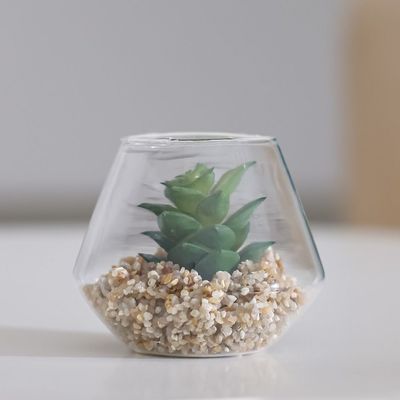 Treo Atlantis Plant In Terrarium 9x7Cm