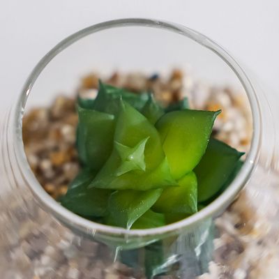 Treo Atlantis Plant In Terrarium 9x7Cm