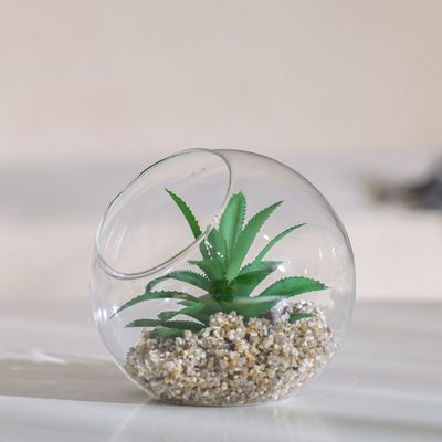 Treo Devil'S Horn Terrarium 12x11Cm