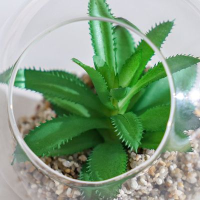 Treo Devil'S Horn Terrarium 12x11Cm