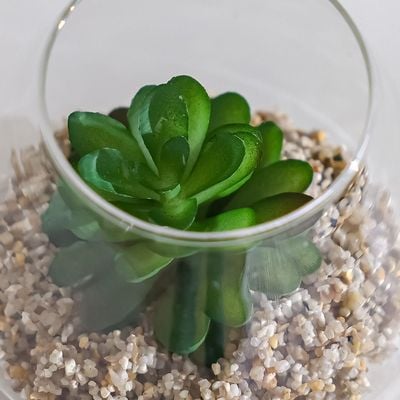 Treo Raindrop Plant Terrarium 12X9Cm