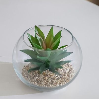 Treo Vera Plant Terrarium 15X11Cm