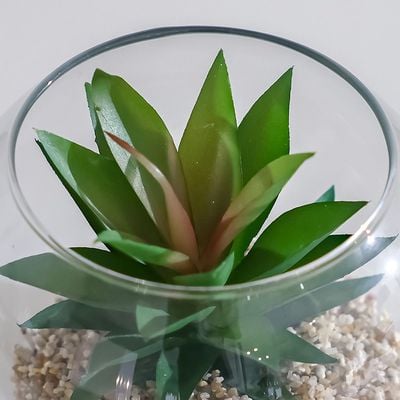 Treo Vera Plant Terrarium 15X11Cm