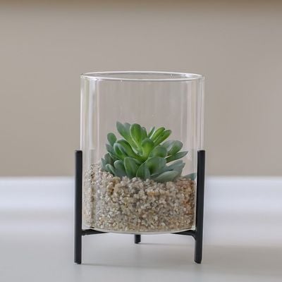 Treo Cooperi Plant Terrarium 10x12Cm