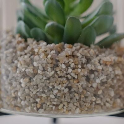 Treo Cooperi Plant Terrarium 10x12Cm