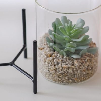 Treo Cooperi Plant Terrarium 10x12Cm