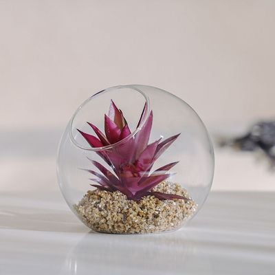 Treo Panda Plant Terrarium 15x14Cm