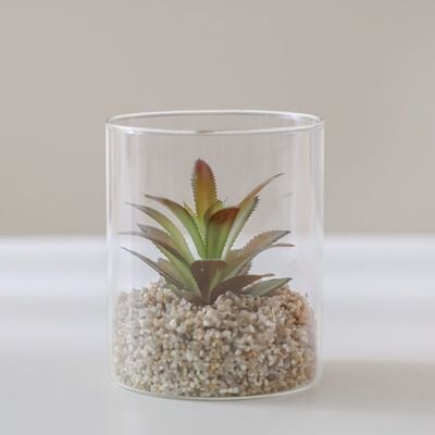 Treo Senecio Plant Terrarium 10x12CM