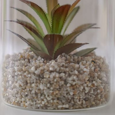 Treo Senecio Plant Terrarium 10x12CM