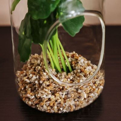 Treo Vertigo Leaf Terrarium 8x16.5CM