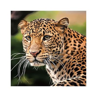 Diana Leopard Tempered Glass Wall Art Multi 80X80X0.4Cm