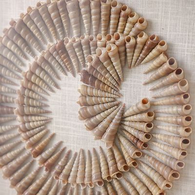 Skia Glass & PP Shells In Sphere Shadow Boxes 40x40x50Cm