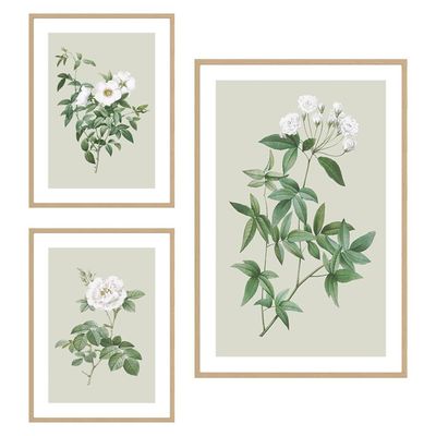 Latin Scientific Plants S/3 Print Canvas 1Pc:40X60
2Pcs:30X40